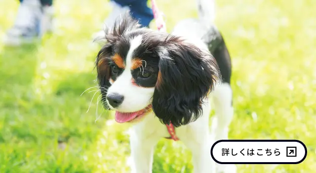 北海道どうぶつ・医療専門学校